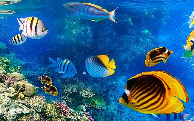 The Ultimate Guide to Scuba Diving in the Maldives